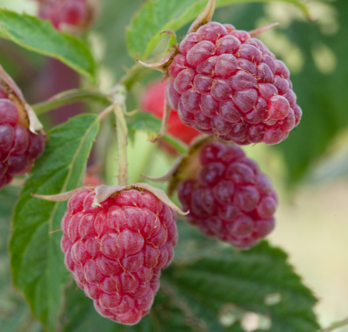 Raspberries | Center For Crop Diversification